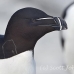 razorbill_msi_h_1270_can0890.jpg